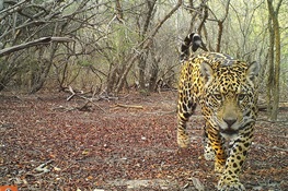 HOPE AND JAGUARS:  WCS Celebrates International Jaguar Day 